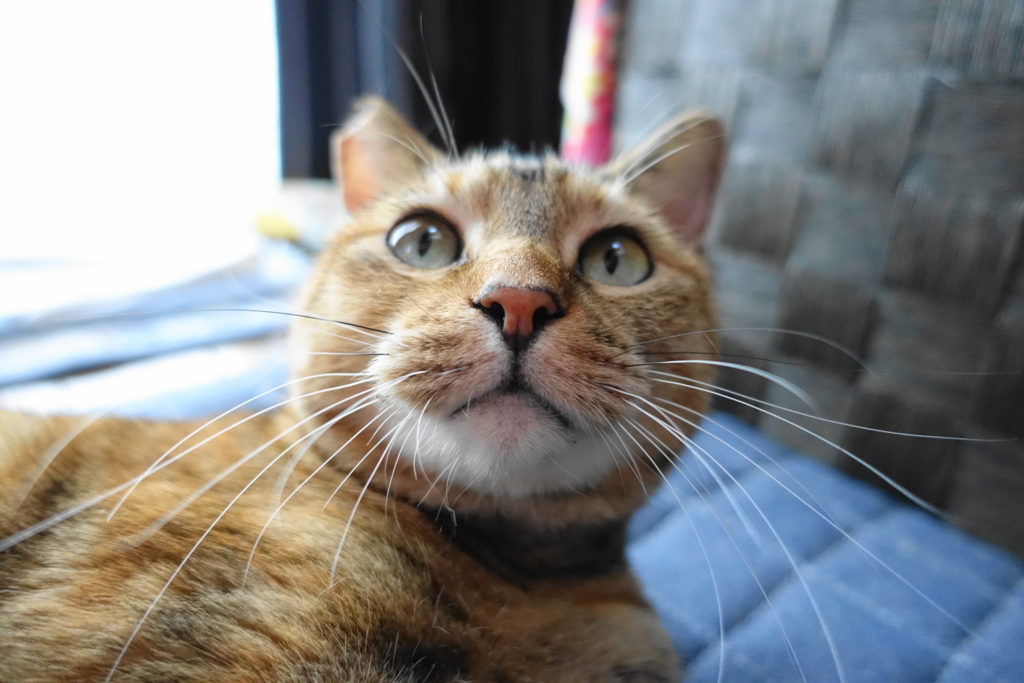 f:id:shigeo-t:20171122142213j:plain f:id:shigeo-t:20171122142213j:plain