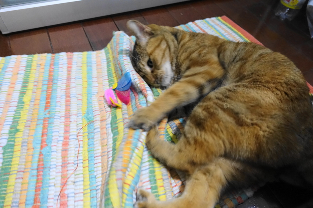 f:id:shigeo-t:20171122142504j:plain f:id:shigeo-t:20171122142504j:plain