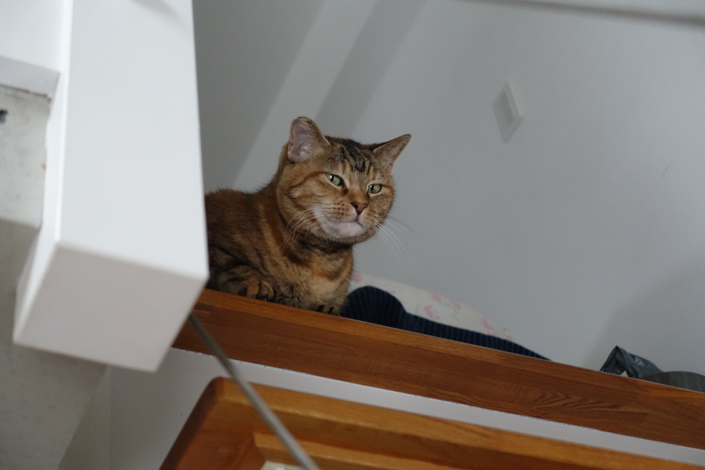 f:id:shigeo-t:20171122142636j:plain f:id:shigeo-t:20171122142636j:plain