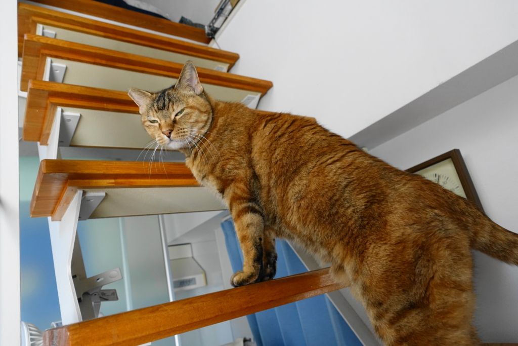 f:id:shigeo-t:20171122142925j:plain f:id:shigeo-t:20171122142925j:plain