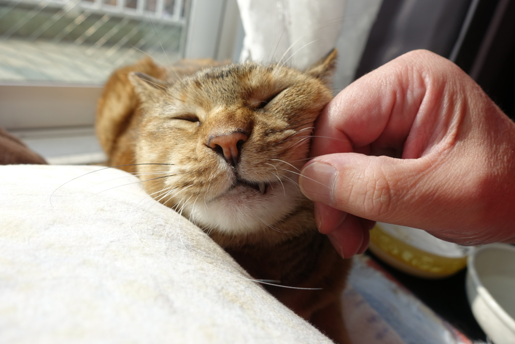 f:id:shigeo-t:20171122143021j:plain f:id:shigeo-t:20171122143021j:plain