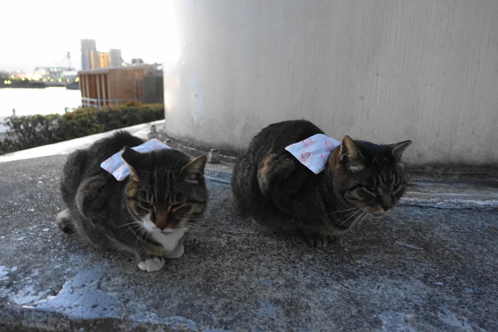 f:id:shigeo-t:20180104032901j:plain f:id:shigeo-t:20180104032901j:plain