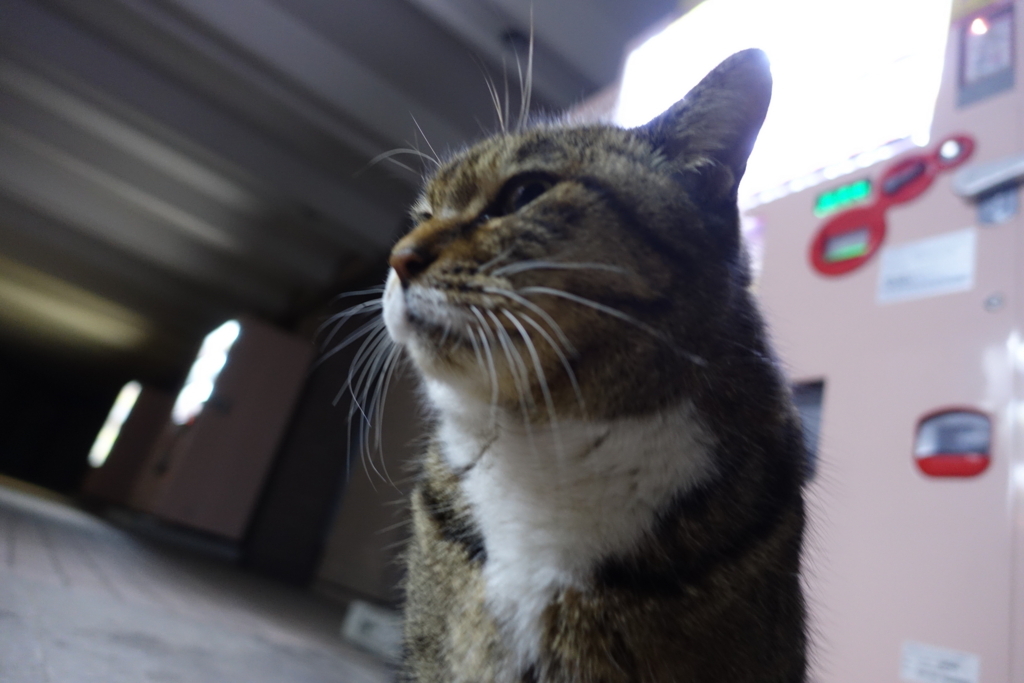 f:id:shigeo-t:20180104112553j:plain f:id:shigeo-t:20180104112553j:plain
