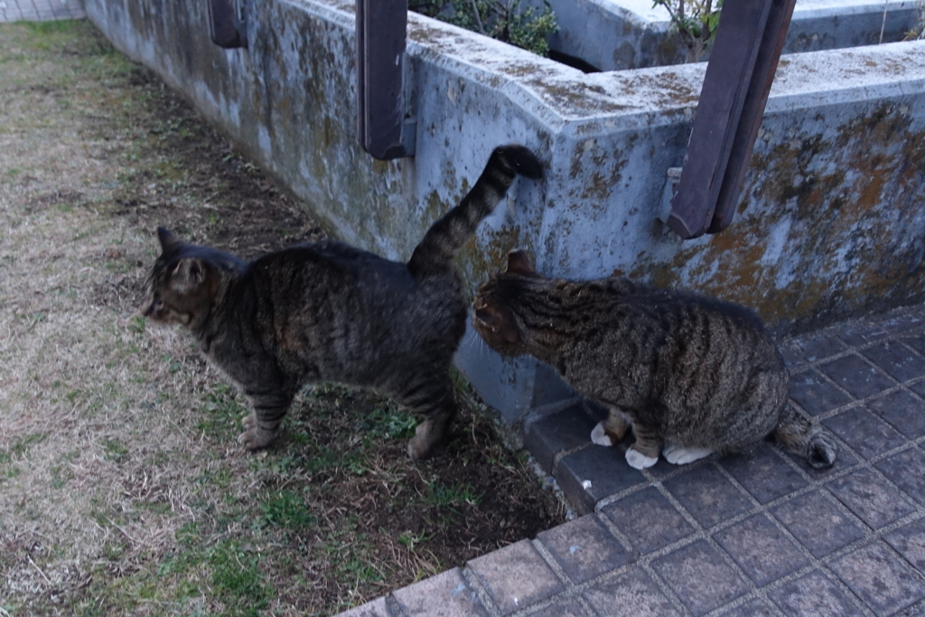 f:id:shigeo-t:20180104113358j:plain f:id:shigeo-t:20180104113358j:plain