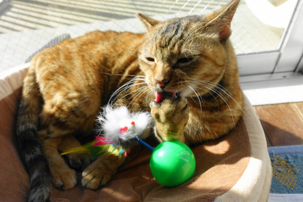 f:id:shigeo-t:20180106120205j:plain f:id:shigeo-t:20180106120205j:plain