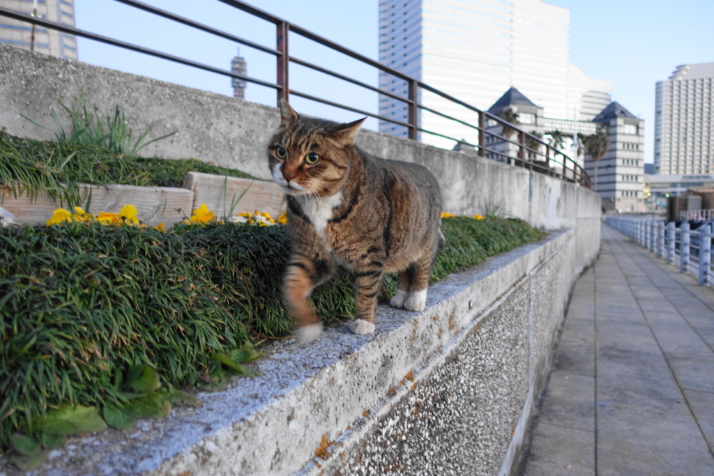 f:id:shigeo-t:20180113114154j:plain f:id:shigeo-t:20180113114154j:plain