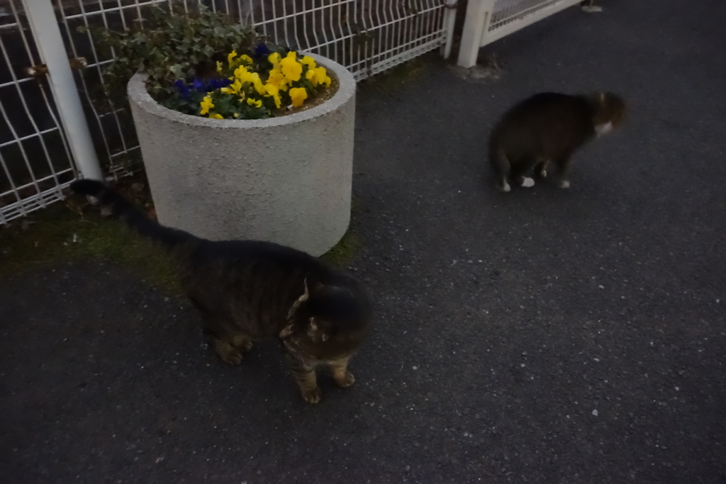 f:id:shigeo-t:20180113115021j:plain f:id:shigeo-t:20180113115021j:plain