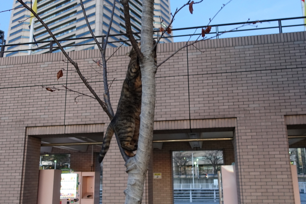 f:id:shigeo-t:20180113122321j:plain f:id:shigeo-t:20180113122321j:plain