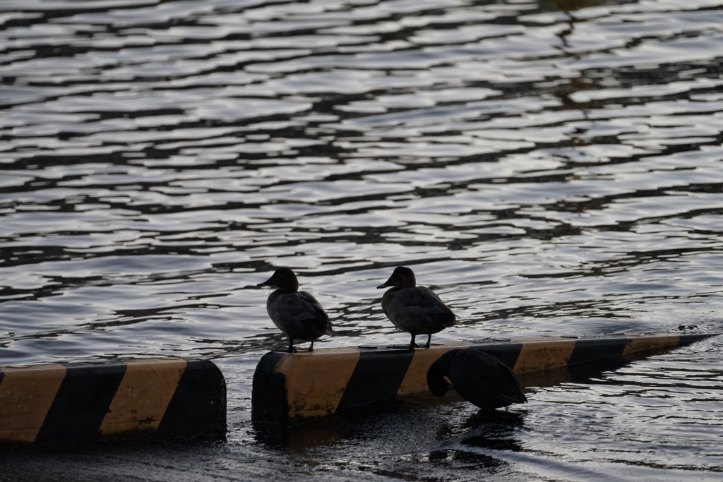 f:id:shigeo-t:20180118101846j:plain f:id:shigeo-t:20180118101846j:plain