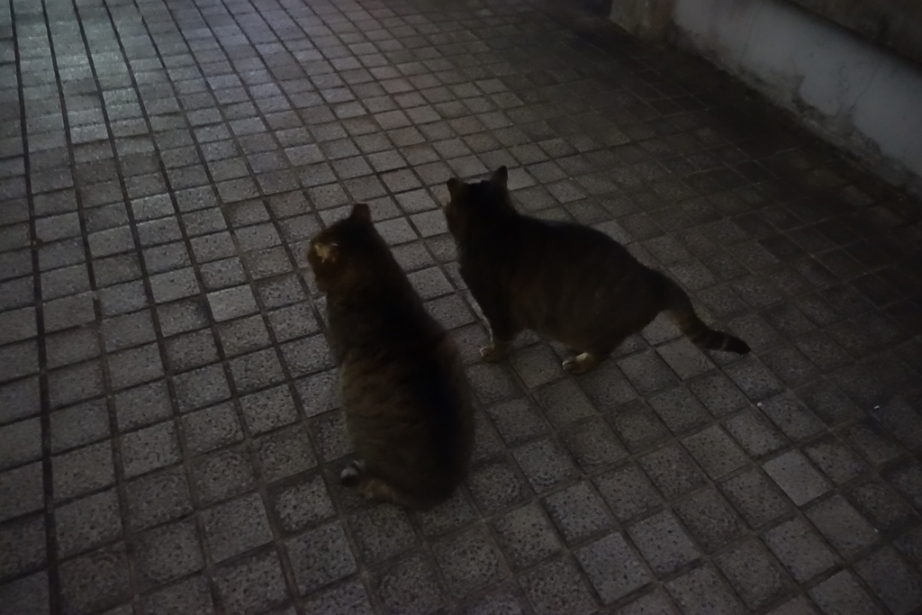 f:id:shigeo-t:20180118102417j:plain f:id:shigeo-t:20180118102417j:plain