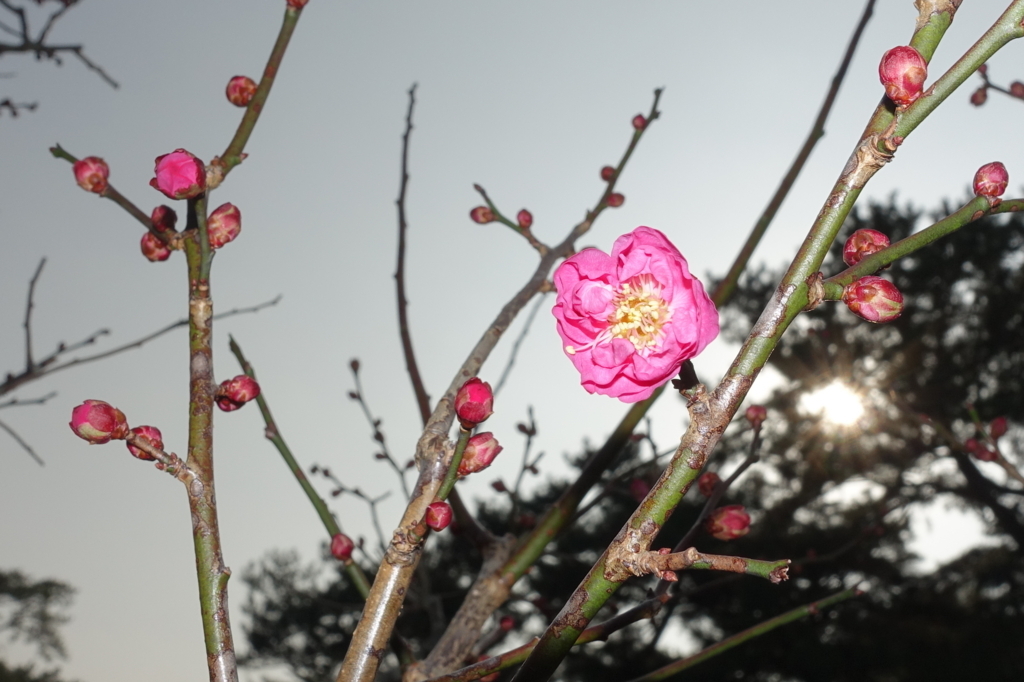 f:id:shigeo-t:20180119172944j:plain f:id:shigeo-t:20180119172944j:plain