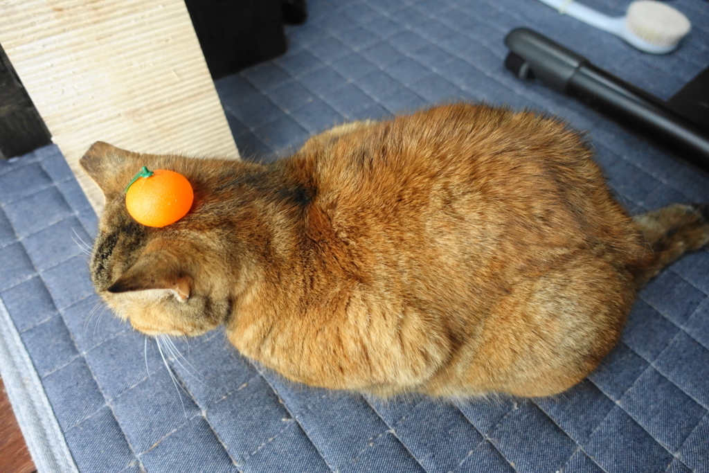 f:id:shigeo-t:20180122102212j:plain f:id:shigeo-t:20180122102212j:plain