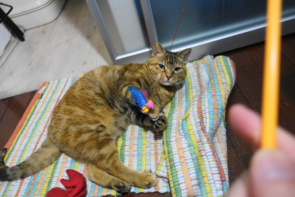 f:id:shigeo-t:20180122104302j:plain f:id:shigeo-t:20180122104302j:plain