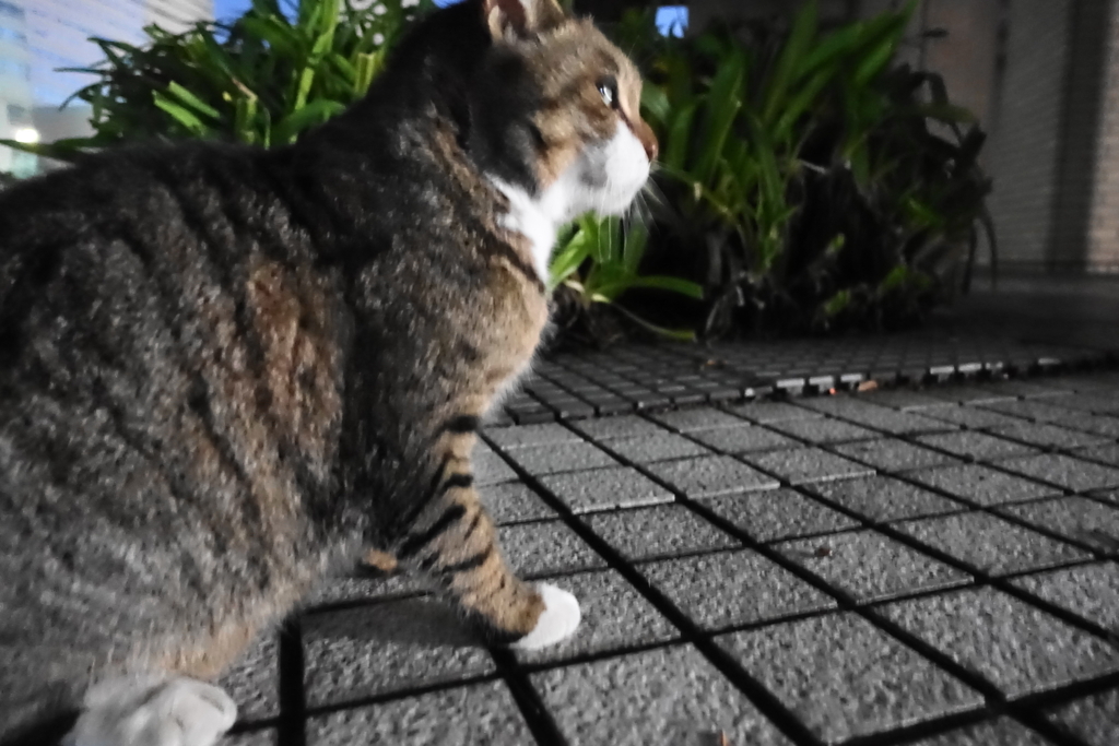 f:id:shigeo-t:20180127120427j:plain f:id:shigeo-t:20180127120427j:plain