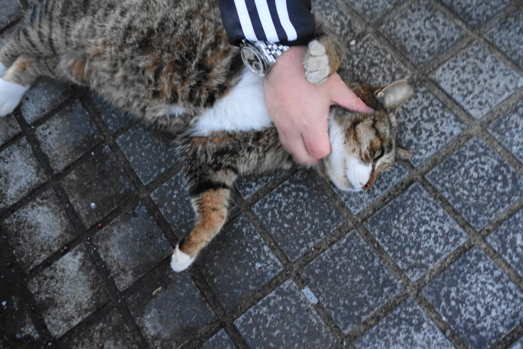 f:id:shigeo-t:20180127121042j:plain f:id:shigeo-t:20180127121042j:plain