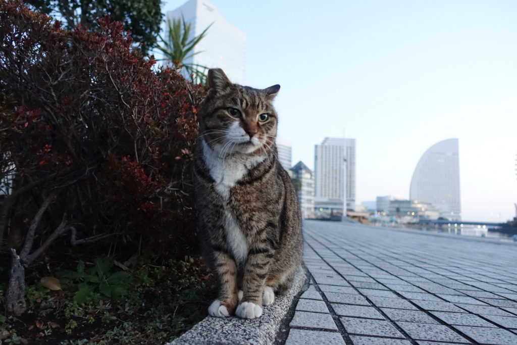 f:id:shigeo-t:20180127124500j:plain f:id:shigeo-t:20180127124500j:plain