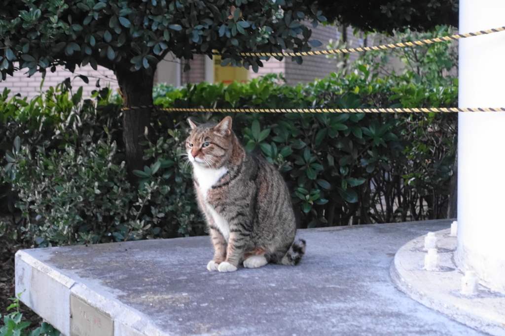 f:id:shigeo-t:20180127124553j:plain f:id:shigeo-t:20180127124553j:plain