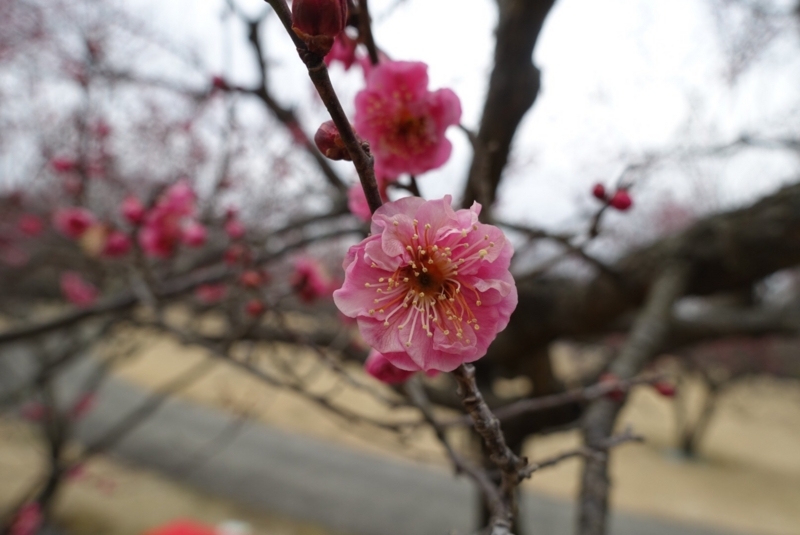 f:id:shigeo-t:20180128192019j:plain f:id:shigeo-t:20180128192019j:plain