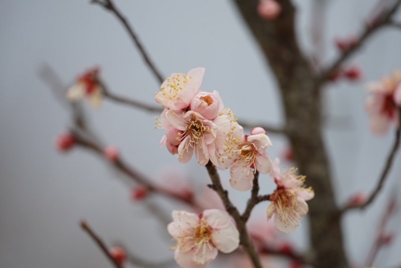 f:id:shigeo-t:20180128192024j:plain f:id:shigeo-t:20180128192024j:plain