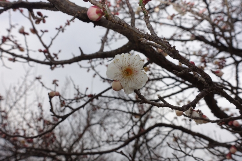 f:id:shigeo-t:20180128192030j:plain f:id:shigeo-t:20180128192030j:plain