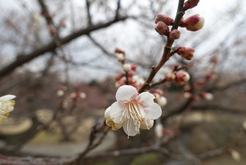 f:id:shigeo-t:20180128192046j:plain f:id:shigeo-t:20180128192046j:plain