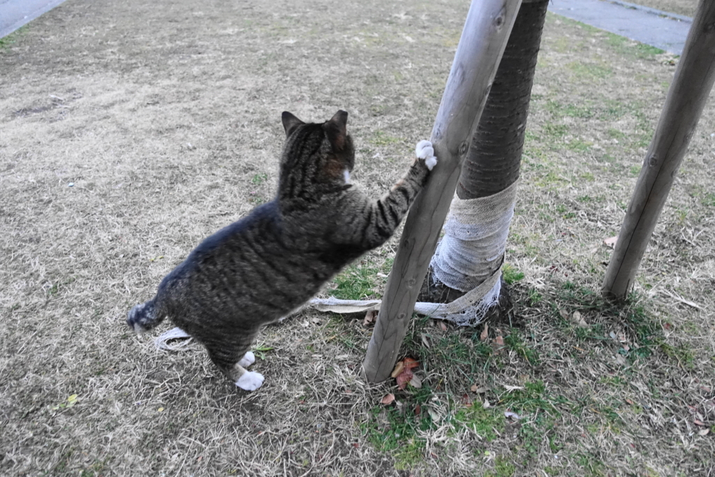 f:id:shigeo-t:20180129124901j:plain