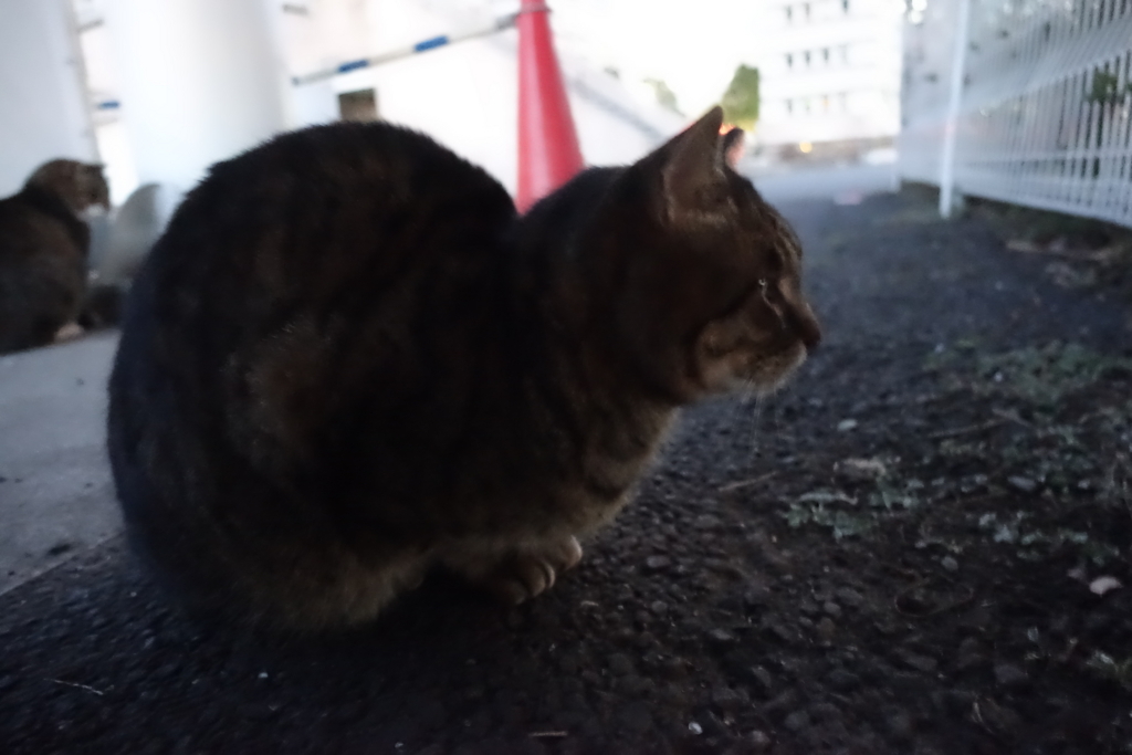 f:id:shigeo-t:20180129132013j:plain