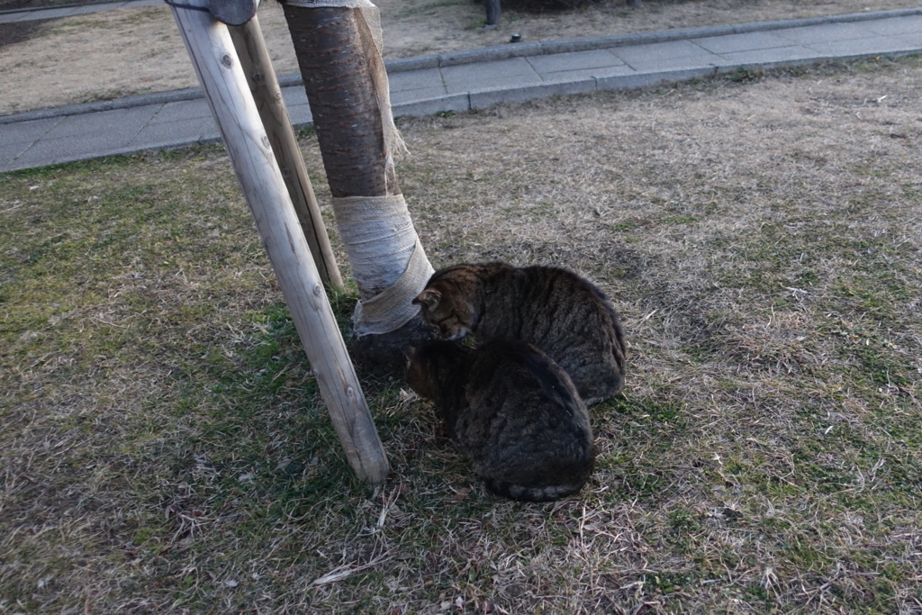 f:id:shigeo-t:20180129132514j:plain