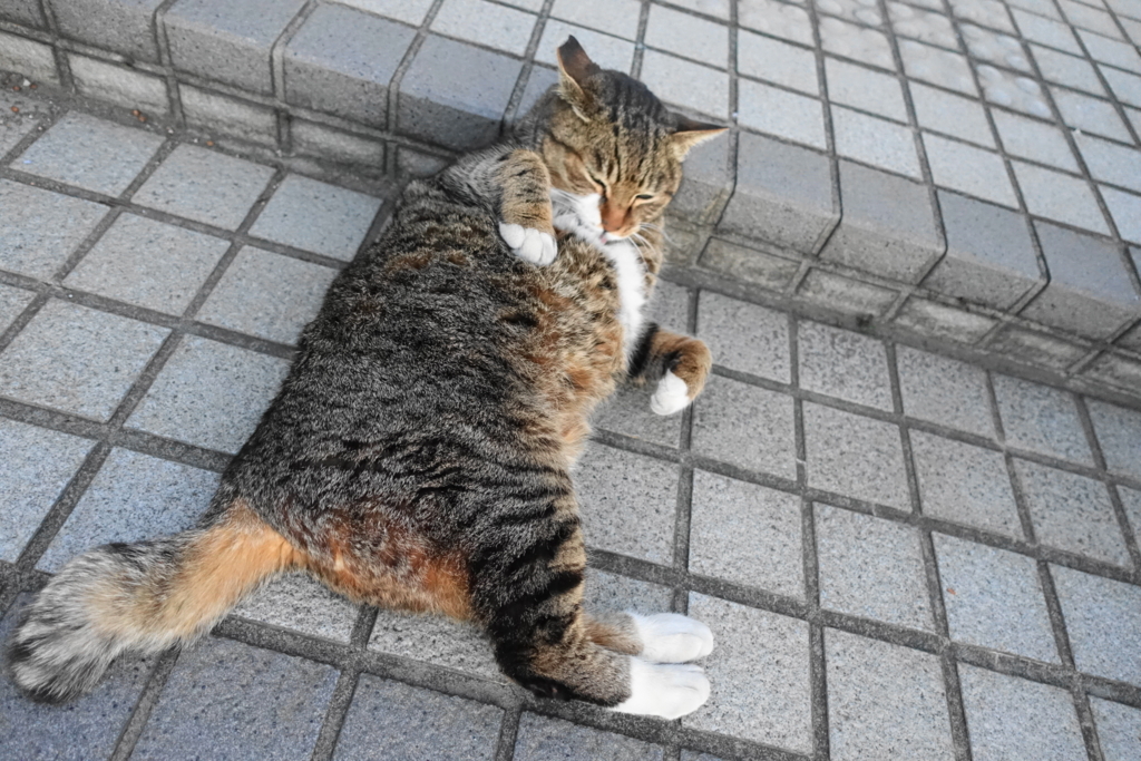f:id:shigeo-t:20180129133936j:plain