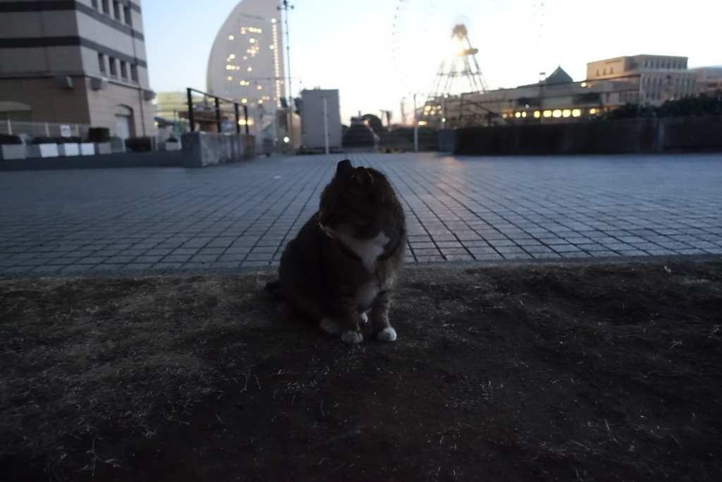 f:id:shigeo-t:20180131100415j:plain