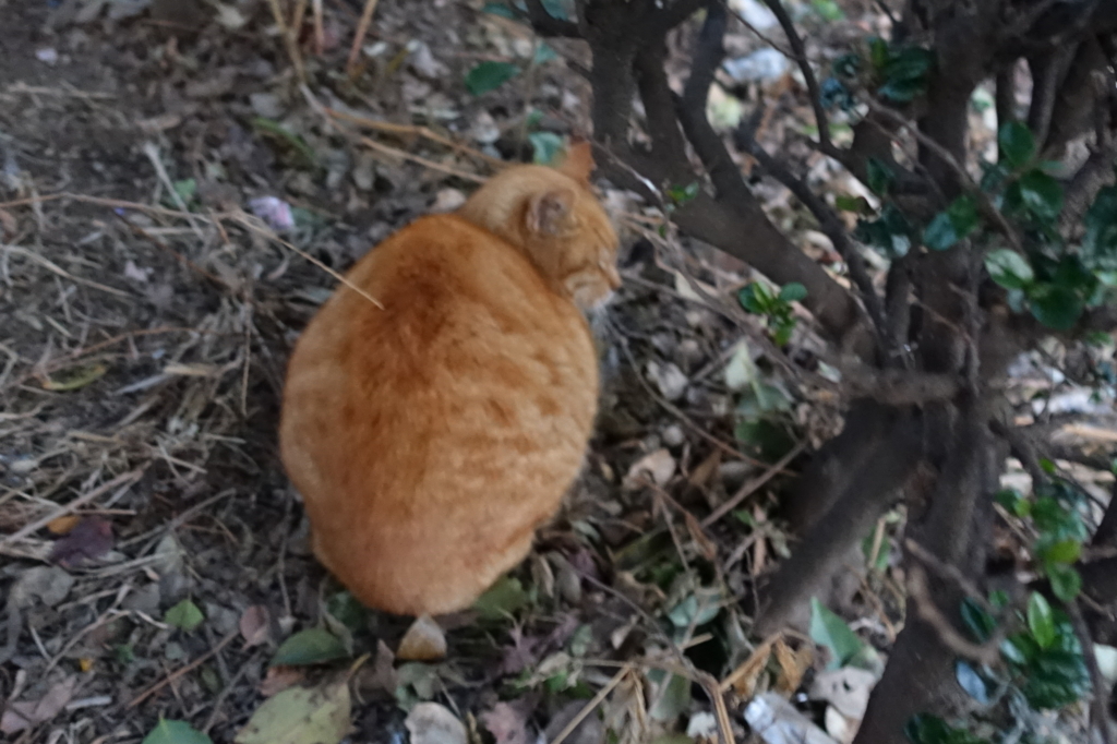 f:id:shigeo-t:20180131100703j:plain