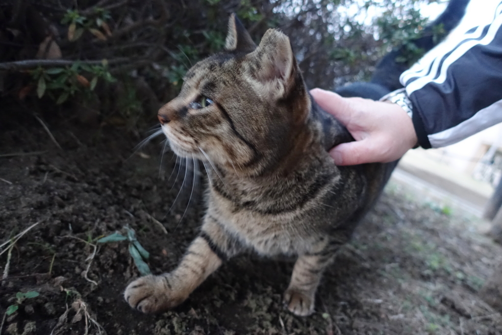 f:id:shigeo-t:20180131102404j:plain