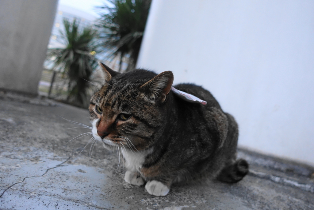 f:id:shigeo-t:20180131102540j:plain