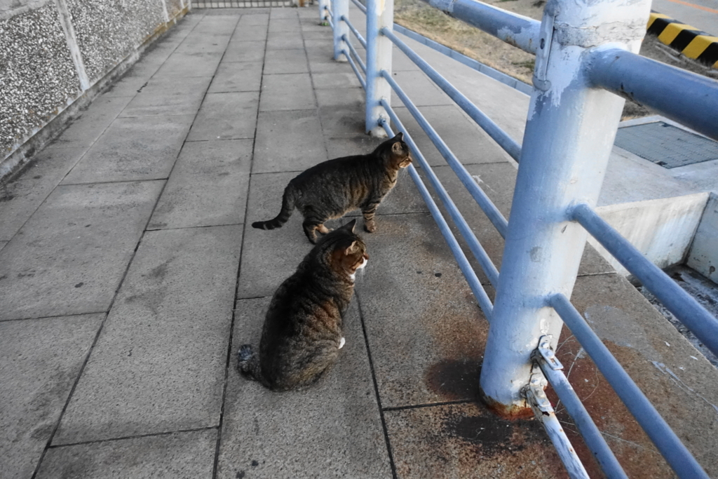 f:id:shigeo-t:20180205155448j:plain