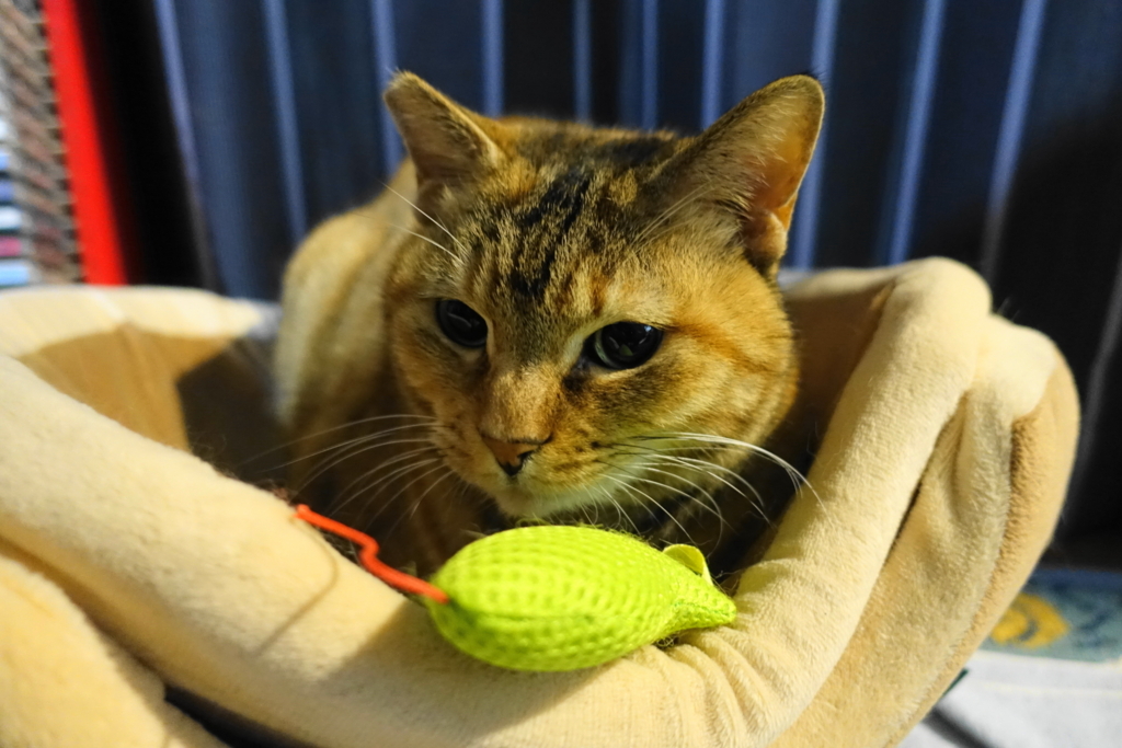 f:id:shigeo-t:20180209094622j:plain f:id:shigeo-t:20180209094622j:plain