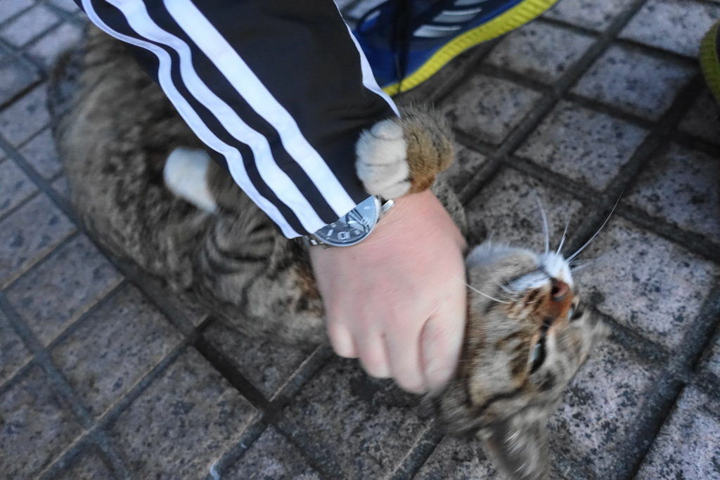 f:id:shigeo-t:20180211110623j:plain f:id:shigeo-t:20180211110623j:plain