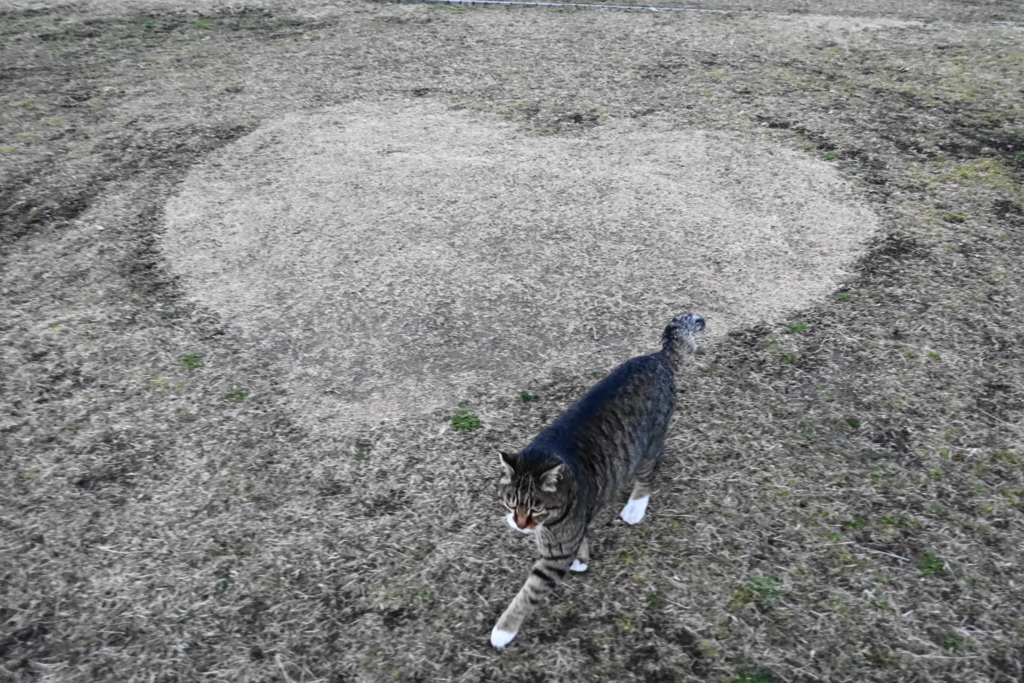 f:id:shigeo-t:20180211111029j:plain f:id:shigeo-t:20180211111029j:plain
