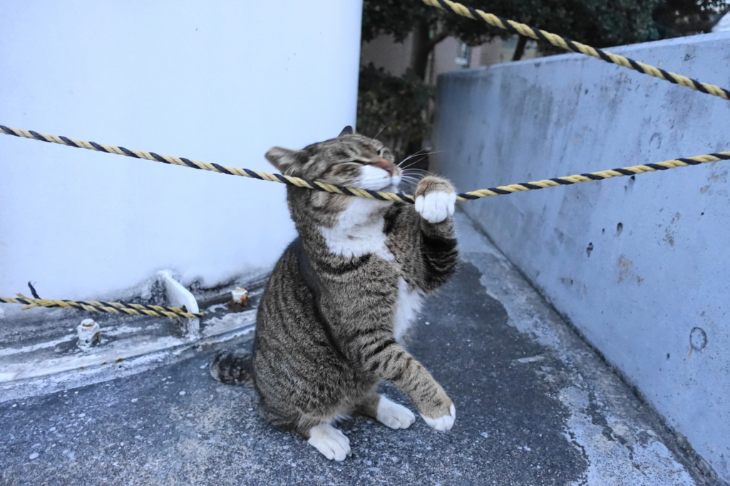 f:id:shigeo-t:20180211111245j:plain f:id:shigeo-t:20180211111245j:plain