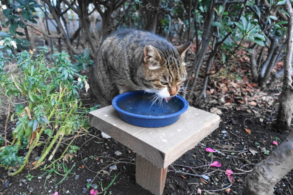 f:id:shigeo-t:20180211111458j:plain f:id:shigeo-t:20180211111458j:plain