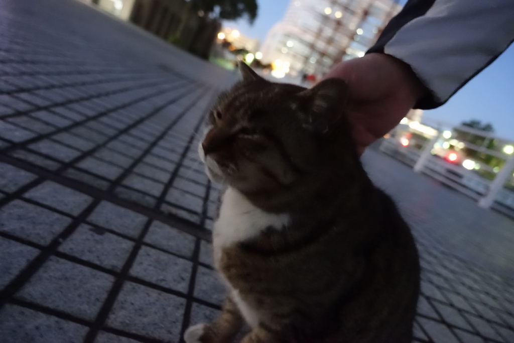 f:id:shigeo-t:20180211113637j:plain f:id:shigeo-t:20180211113637j:plain