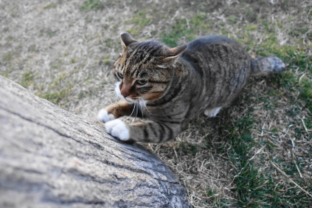 f:id:shigeo-t:20180211114737j:plain f:id:shigeo-t:20180211114737j:plain