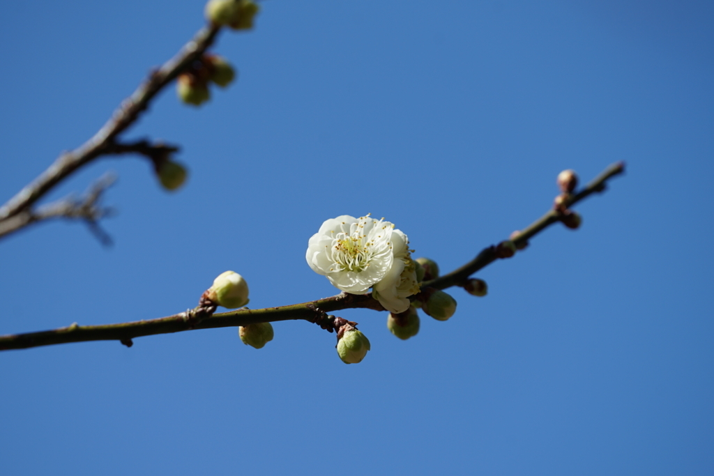 f:id:shigeo-t:20180212144547j:plain
