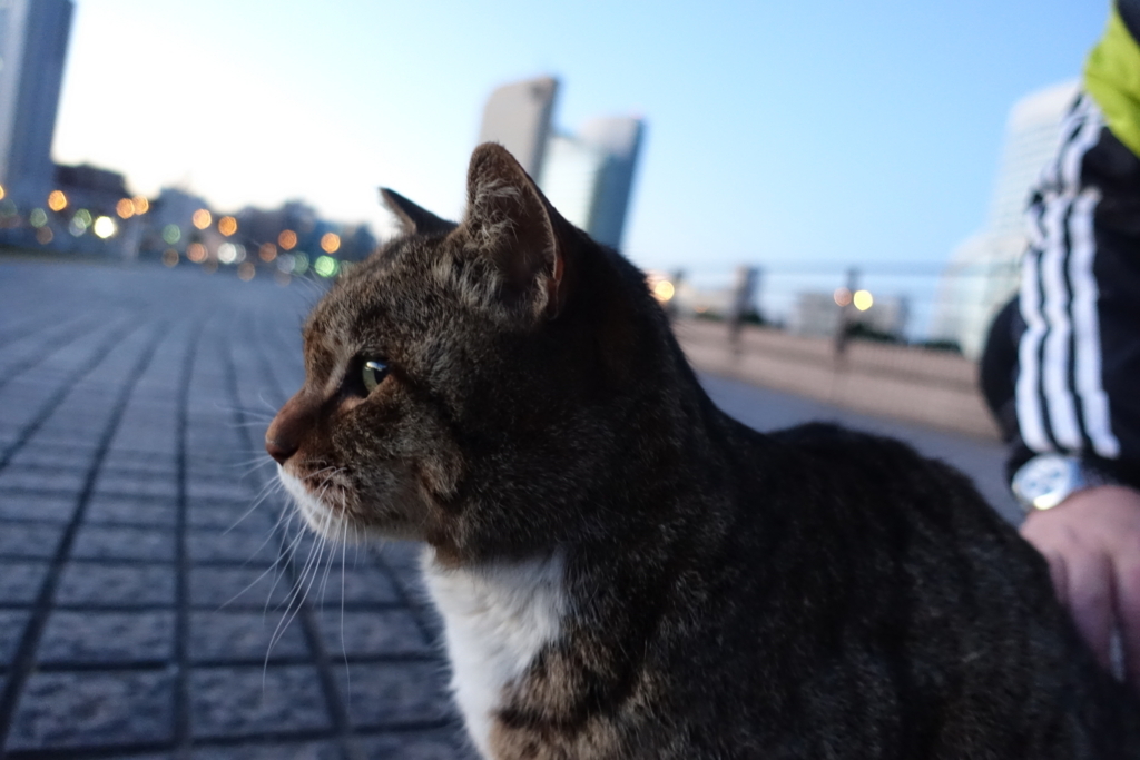f:id:shigeo-t:20180215105046j:plain