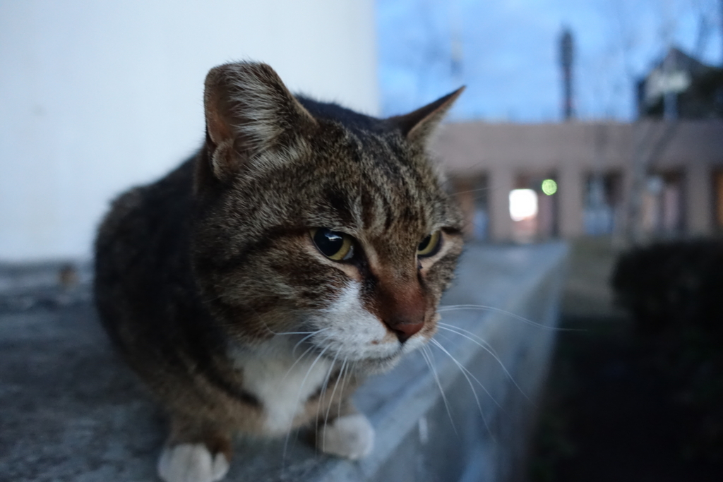 f:id:shigeo-t:20180215110414j:plain