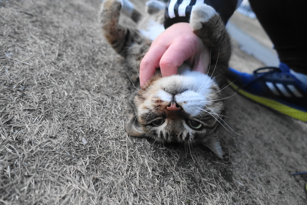 f:id:shigeo-t:20180215112611j:plain