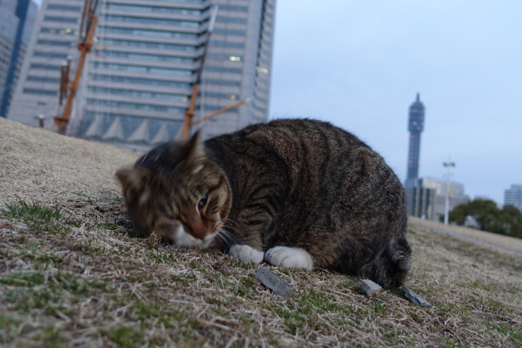 f:id:shigeo-t:20180215114031j:plain