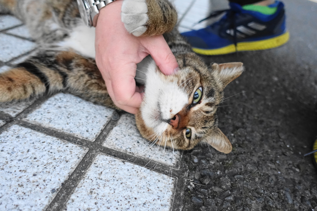 f:id:shigeo-t:20180215114208j:plain