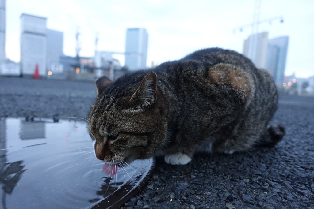 f:id:shigeo-t:20180217101809j:plain