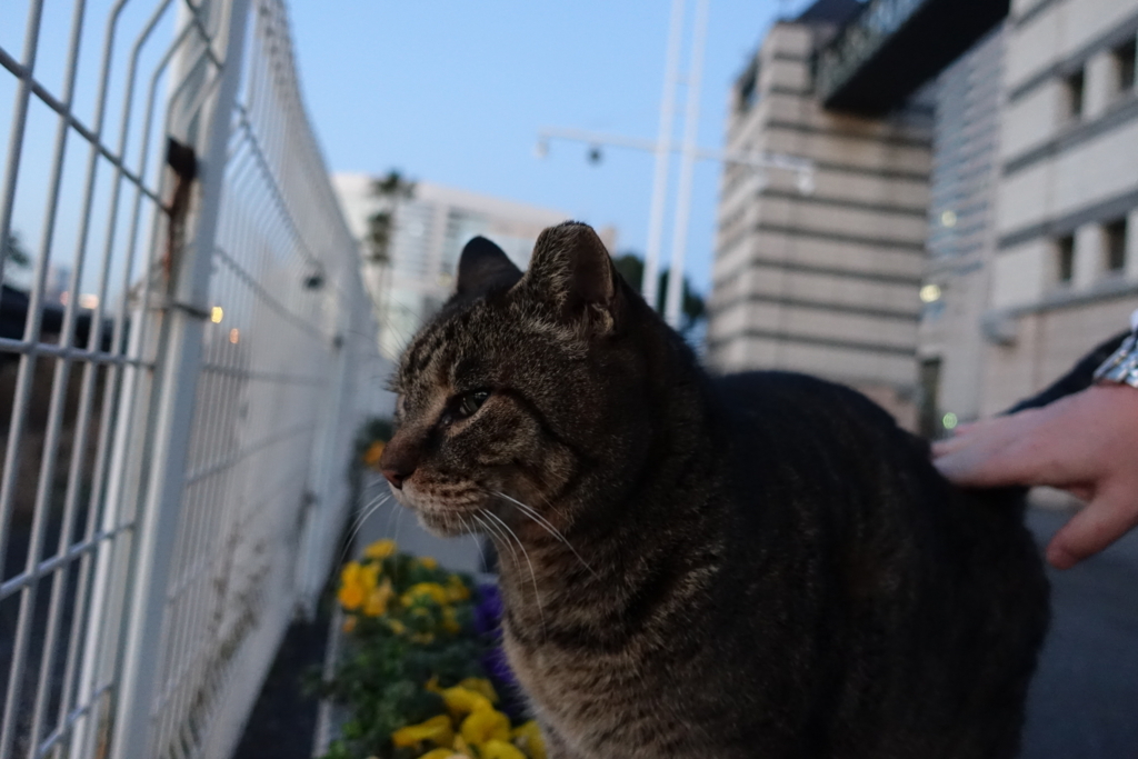 f:id:shigeo-t:20180217104827j:plain