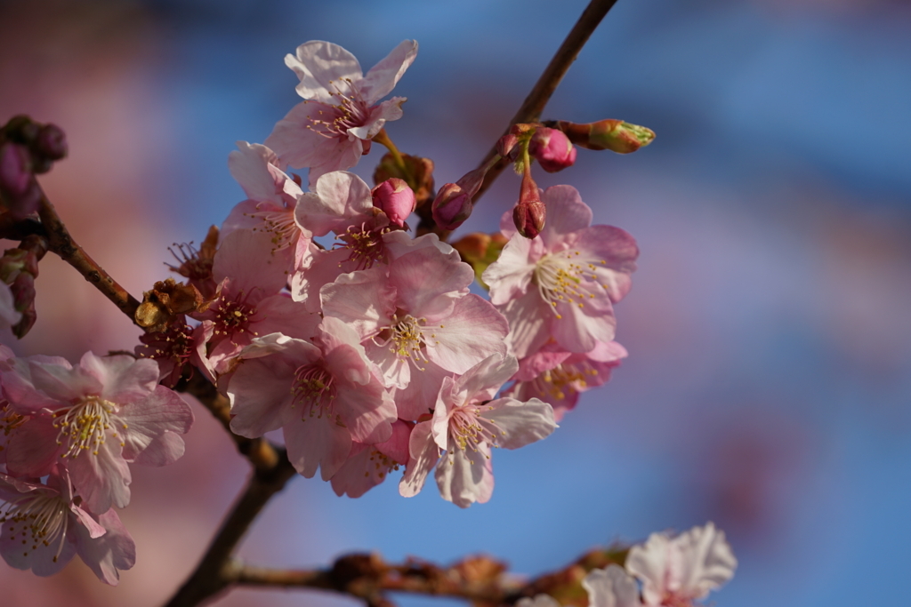 f:id:shigeo-t:20180224123609j:plain f:id:shigeo-t:20180224123609j:plain